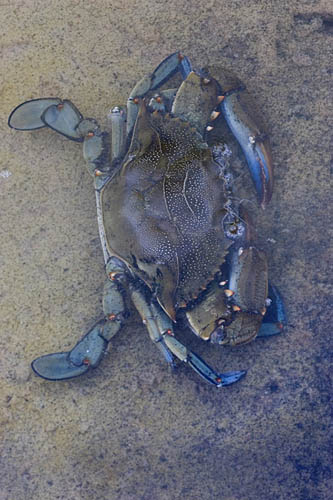Blue Crab _F2B3417.jpg - 80350 Bytes